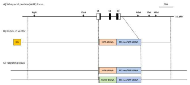 pWAP 유전자 좌위 내 재조합단백질 유전자 삽입 모식도