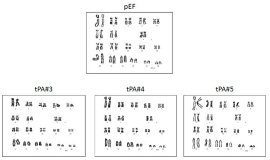 선별된 tPA #3, 4, 5번 및 pEF세포 염색체 분석