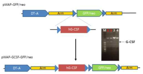 재구축된 hG-CSF 유전자 재조합효소를 활용한 발현 벡터