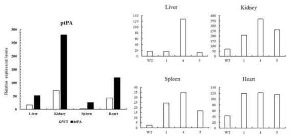 형질전환 복제돼지의 조직별 ptPA 유전자의 발현분석