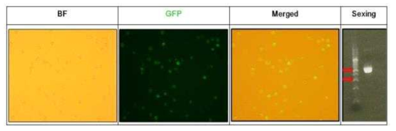 체세포에서의 GFP 발현과 Sexing 분석