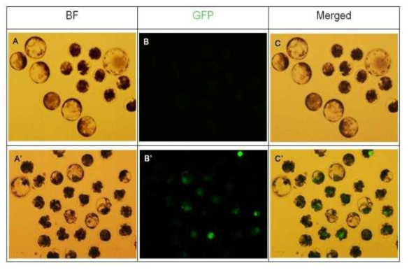 배반포에서의 GFP 발현 조사