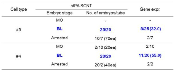 2종류의 htPA 복제 배반포에서 htPA 발현율 분석