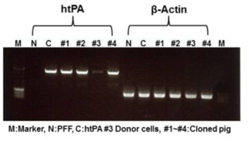 htPA 유전자 발현 분석