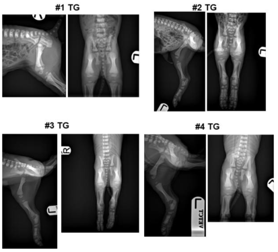 형질전환 돼지 다리 X-ray 사진