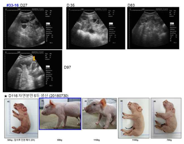 초음파 진단 및 복제돼지 생산