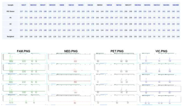 복제돼지 친자감별 분석: Microsatellite analysis