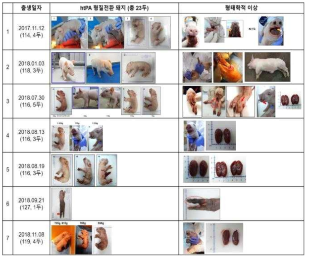 혈관질환치료제 생산용 형질전환 복제돼지 생산