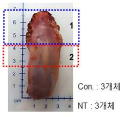 혈관질환치료제 생산용 형질전환 복제돼지 생산