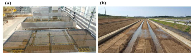 담수직파 특성평가 (a: 온실 출아율 특성 검정, b: 포장 담수직파 특성 검정)