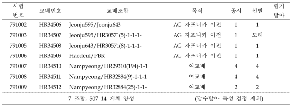 혐기발아 F1 식물체 양성 및 선발내역 (2019 하계)