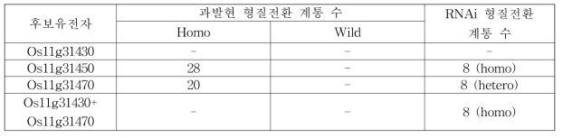 벼줄무늬잎마름병 저항성 후보유전자 기능확인을 위한 형질전환체 순계 육성 내역