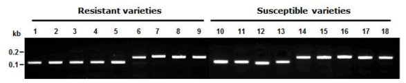 주요 유전자원에 대한 저항성 생물검정 결과와 RM9에 대한 대립유전자형 비교 Lane 1; Gwangmyeongbyeo, 2; Nep Huong, 3; Bukruksa209, 4; Misamgeum, 5; Nampyeongbyeo 6; Hawn, 7; Seonamna141, 8; Wonseadaesoo, 9; Erguailai, 10; Hanareum 2, 11; Namcheonbyeo, 12; Nogyang, 13; Dasanbyeo, 14; Junambyeo, 15; Boramchan, 16; Geurubyeo, 17; Hopum, 18; Seolgaeng