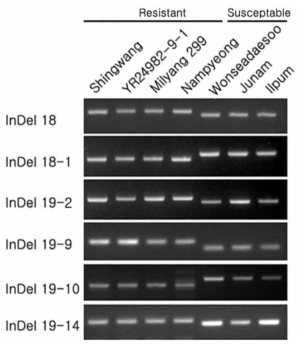 qBK1 유전자를 포함하는 키다리병 저항성 품종의 판별용 분자마커 선발 결과