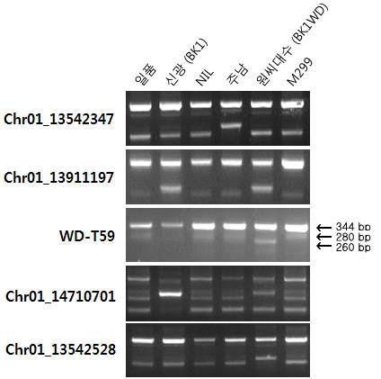 qBK1WD유전자를 포함하는 키다리병 저항성 품종의 판별용 분자마커 WD-T59 선발