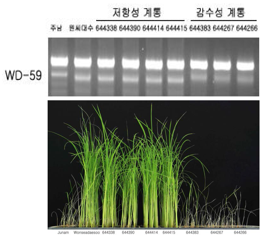 qBK1WD유전자 포함하는 키다리병 저항성 품종 판별용 분자마커 WD-T59의 효과 확인