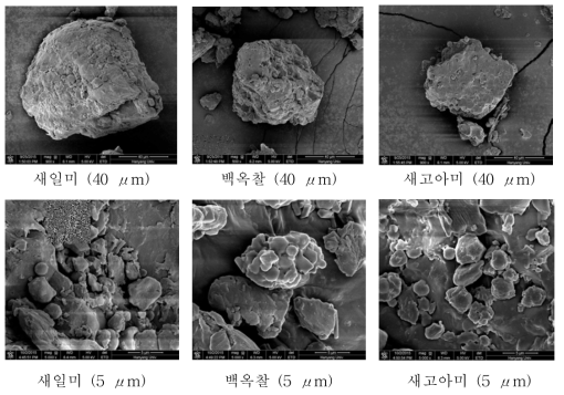 쌀 품종별 입자 구조 (SEM)