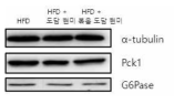간 조직 내 Pck1, G6Pase 단백질 발현 측정