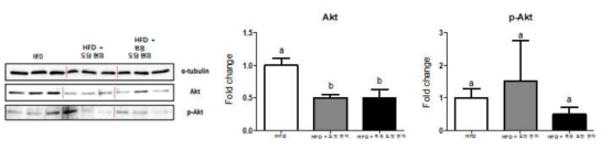 간 조직 내 Akt/p-Akt 활성 측정