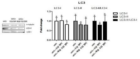 그룹별 Autophagy marker 활성 비교