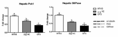 C57 마우스 간 조직 내 Pck1, G6Pase 단백질 발현 측정