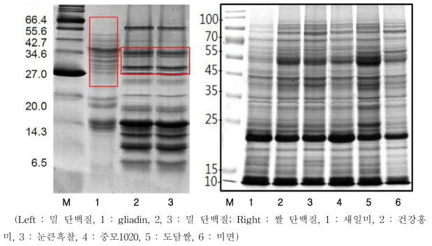 밀과 쌀 단백질 전기영동 사진