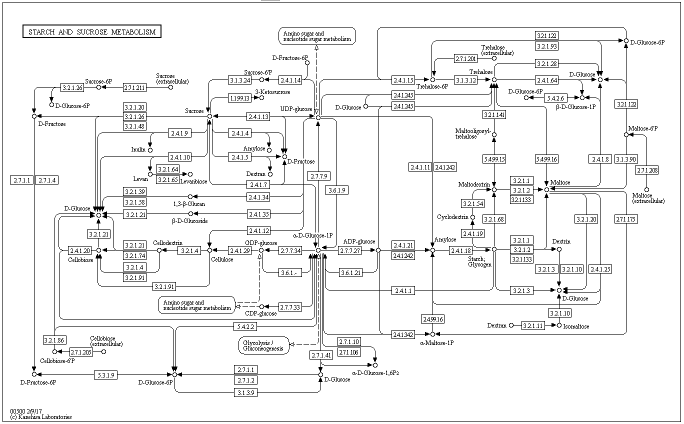 KEGG Starch and sucrose metabolism pathway