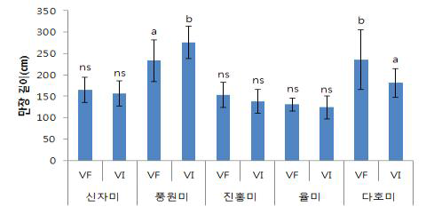 품종에 따른 바이러스 무병묘와 일반묘 지상부 만장 길이 차이