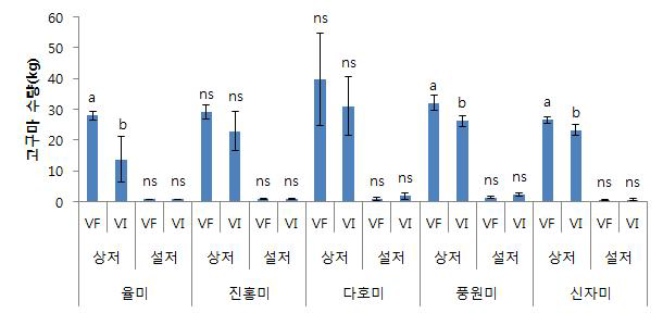 고구마 무병묘와 일반묘 수확후 상저 및 설저 수량