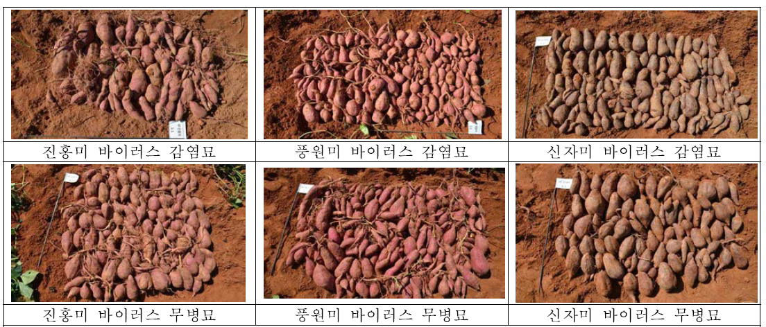 고구마 바이러스 무병묘 감염묘 수확 사진