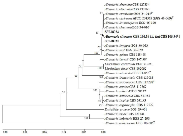 SPL18024와 SPL18022의 Phylogenetic tree. Alternaria alternata CBS 127334등 25개의 참고 유전자들과 비교 분석결과 SPL18024와 SPL18022는 Alternaria alternata CBS 106.34 (A. lini CBS 106.34T )와 가장 근연종으로 분석되었음