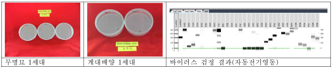 바이러스 무병묘1세대, 계대배양묘 1세대 배양 배지와 자동 전기영동장치를 이용한 바이러스 검출 결과 분석