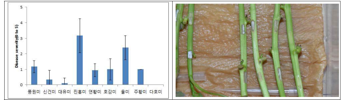 품종별 검은무늬병 저항성 검정 및 검은무늬병 병 발생 및 비발생 개체 사진