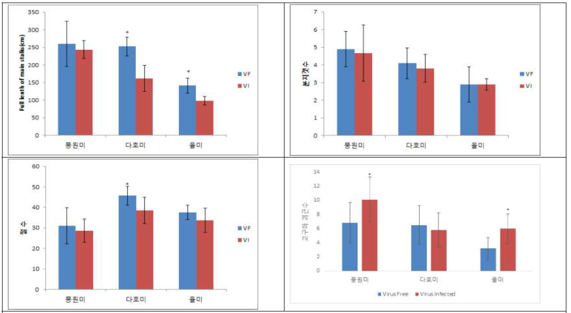 바이러스 감염묘와 비감염묘의 생육 및 괴근수