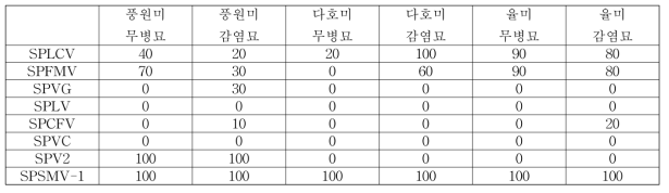 수확 직전 품종별 바이러스 무병묘 및 접종묘의 바이러스 검출 결과