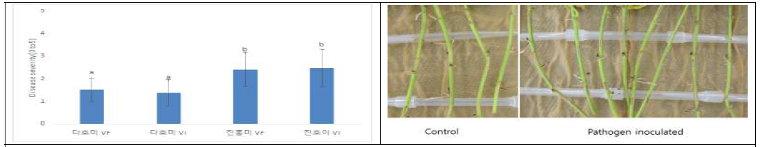 바이러스 감염여부에 따른 품종별 검은무늬병 저항성 검정