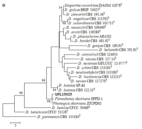 ITS영역과 EF1-α영역의 염기서열 분석후 CBS111592, CBS139280의 25개의 기존 보고된 대표균주들과 유전적 차이 분석을 위한 phylogenetic tress. SPL15025균주는 Phomopsis destruens와 98이상의 상동성을 지니고 있음
