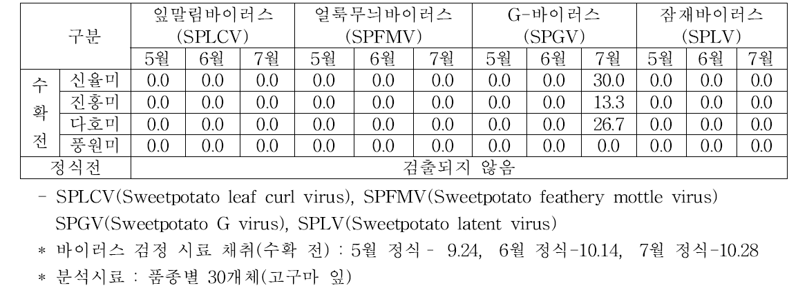 바이러스 무병묘 재배의 수확 전 잎에서의 바이러스 감염정도