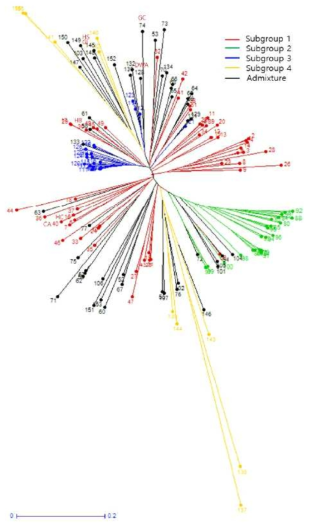 153 품종의 weighted neighbor-joining analysis를 이용한 계통유연관계 분석
