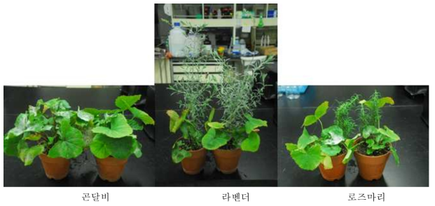 곤달비와 라벤더, 로즈마와 혼식에 따른 흰가루병 발생 및 생육 특성