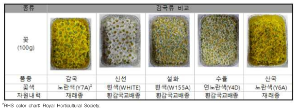 감국류 꽃색 비교