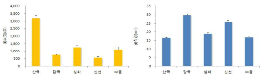 감국류 꽃수 및 꽃크기