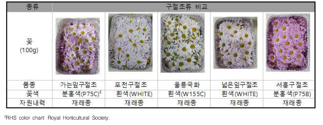 구절초류 꽃색 비교