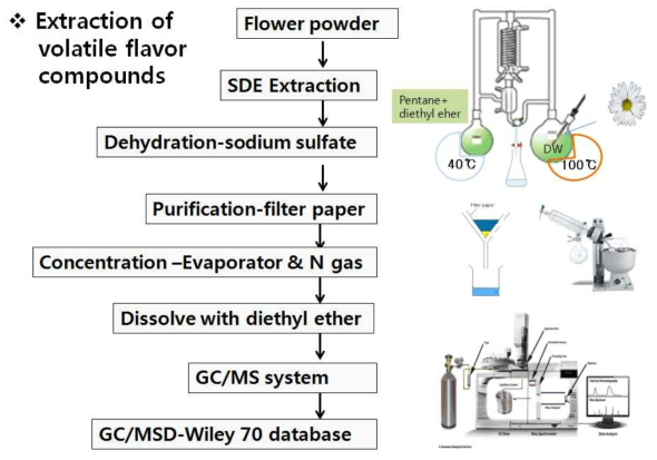 휘발성 향기성분 추출 및 분석과정