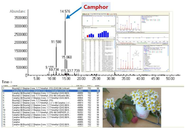 휘발성 향기 성분 ‘camphor’ 분석
