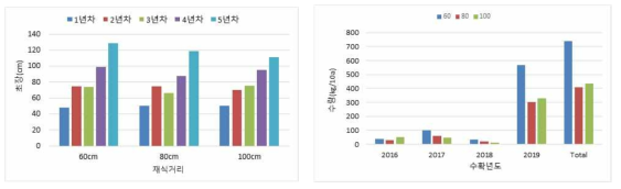 재식거리별 댕댕이나무의 년차간 초장 및 수량 비교