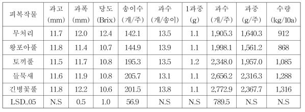 피복작물별 아로니아의 과일 및 수량특성(2019)