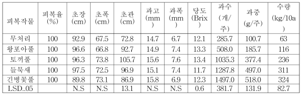 피복작물별 댕댕이나무의 생육특성(2019)