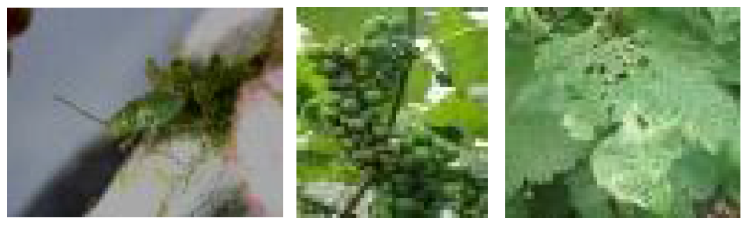 애무늬고리장님노린재 유충(좌), 피해과실, 피해 잎