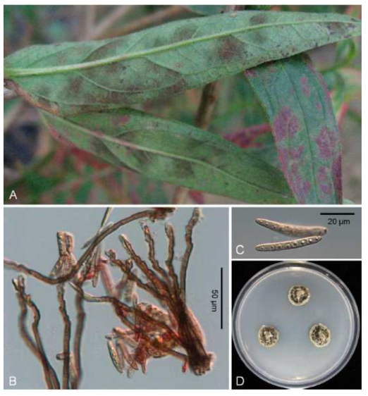 Zasmidium lythri 에 의한 털부처꽃 점무늬병의 피해증상과 병원균